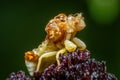A Pennsylvania Ambush Bug (Phymata pennsylvanica) patiently waits for the dewdrops to dry