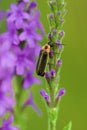 Pennsylvania Firefly   814484 Royalty Free Stock Photo