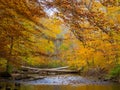 Forest Creek in Autumn, Pennsylvania Woodland, Ridley Creek State Park Royalty Free Stock Photo