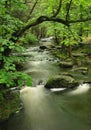 Pennsylvania Forest Stream Royalty Free Stock Photo