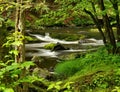 Pennsylvania Forest Stream Royalty Free Stock Photo
