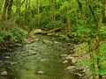 Pennsylvania Forest Stream In Spring Royalty Free Stock Photo