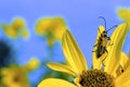 Pennsylvania Leatherwing on Sunflower  17052 Royalty Free Stock Photo