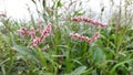 Pennsylvania smartweed flowers in india, pink color Persicaria pensylvanica flowers in the India, flowers in the wild.