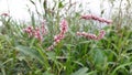 Pennsylvania smartweed flowers in india, pink color Persicaria pensylvanica flowers in the India, flowers in the wild.