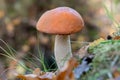 Penny bun Boletus edulis edible mushroom fungo porcini