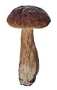 Penny bun dark mushroom on white