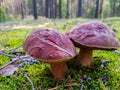 Penny bun in the forest. Green moss and pinery. Mushroom hunting. Summer forest scene