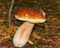 Penny Bun Fungus - Boletus Edulis - On A Deciduous Woodland Floor