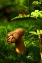 Penny Bun fungus in a moss forest, Czech republic