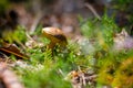 Penny Bun fungus in a moss forest