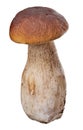 Penny bun mushroom isolated on white Royalty Free Stock Photo