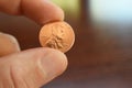 2021 Penny Close Up In Hand High Quality Royalty Free Stock Photo