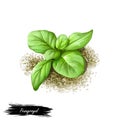 Pennyroyal green herb isolated digital art illustration. Mentha pulegium, European pennyrile, squaw mint, mosquito plant and Royalty Free Stock Photo