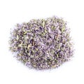 Pennyroyal isolated on a white background Royalty Free Stock Photo
