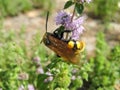 Pennyroyal  Mentha pulegium A bee. Royalty Free Stock Photo