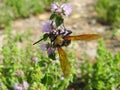 Pennyroyal  Mentha pulegium A bee. Royalty Free Stock Photo