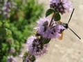 Pennyroyal  Mentha pulegium A bee. Royalty Free Stock Photo