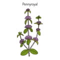 Pennyroyal Mentha pulegium , medicinal plant