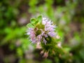 Pennyroyal Mentha pulegium mountain mint. Closeup of medicinal plant on a blurred background