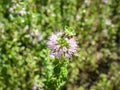 Pennyroyal Mentha pulegium mountain mint. Closeup of medicinal plant on a blurred background