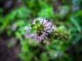 Pennyroyal  Mentha pulegium mountain mint. Closeup of medicinal plant on a blurred background Royalty Free Stock Photo