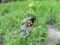 Pennyroyal  Mentha pulegium A wild bee. Royalty Free Stock Photo