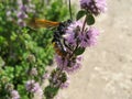 Pennyroyal Mentha pulegium A wild bee. A bee sits on purple mentha pulegium flower at sunny summer day. c