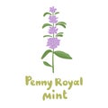 Pennyroyal mint. Blossom mint branch. Herb vector botanical icon. Medicinal plant illustration. Fresh mint isolated on a white Royalty Free Stock Photo