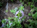 Pennyroyal Mint Mentha pulegium, herbs, medicinal plant . Closeup of medicinal plant on a blurred background