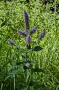 Pennyroyal or Mint Mentha pulegium, herbs, medicinal plant in glade, Vitosha, mountain