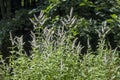 Pennyroyal or Mint Mentha pulegium, herbs, medicinal plant in glade, Vitosha, mountain Royalty Free Stock Photo