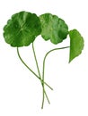 Pennywort