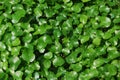Pennywort-Centella asiatica for wall paper