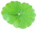 Pennywort Whole Royalty Free Stock Photo