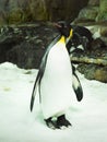 Penquin, Sea Life Aquarium, Auckland, New Zealand