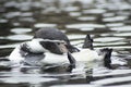 Penquin swimming on the water