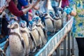 Penquins parade in the zoo. Royalty Free Stock Photo