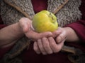 Pensioner holding quince in his hands. The concept of old age and novelty.