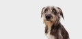 Pensive and attentive dog looking up. Isolated on gray background Royalty Free Stock Photo