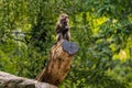 A pensive baboon sits wet on a tree stump, Berlin Zoo, Germany Royalty Free Stock Photo