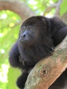 Pensive Black Howler Monkey