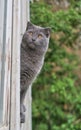 Pensive blue british domestic cat sits peeking out on window sill, looking down on city street, against the backdrop of