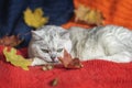 Pensive cat is laying and relaxing on a warm soft pullover among autumn colorful faded leaves. Autumn mood concept