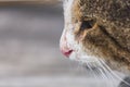 Pensive cat macro portrait calm thoughtful muzzle face eyes Royalty Free Stock Photo