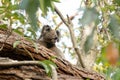 Pensive cute koala climbing eucalyptus tree