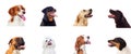 Pensive different dogs looking up Royalty Free Stock Photo