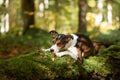 A pensive dog lounges on a moss-covered log in a serene forest