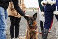 A pensive dog a shepherd with wide-spread ears sits strapped to a leash next to the owner and looks into the distance