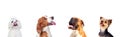 Pensive dogs looking up Royalty Free Stock Photo